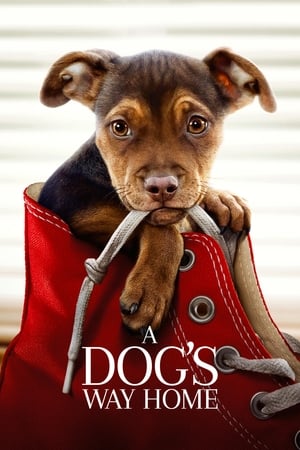 A Dogs Way Home (2019) Hindi Dual Audio Web-DL 300MB